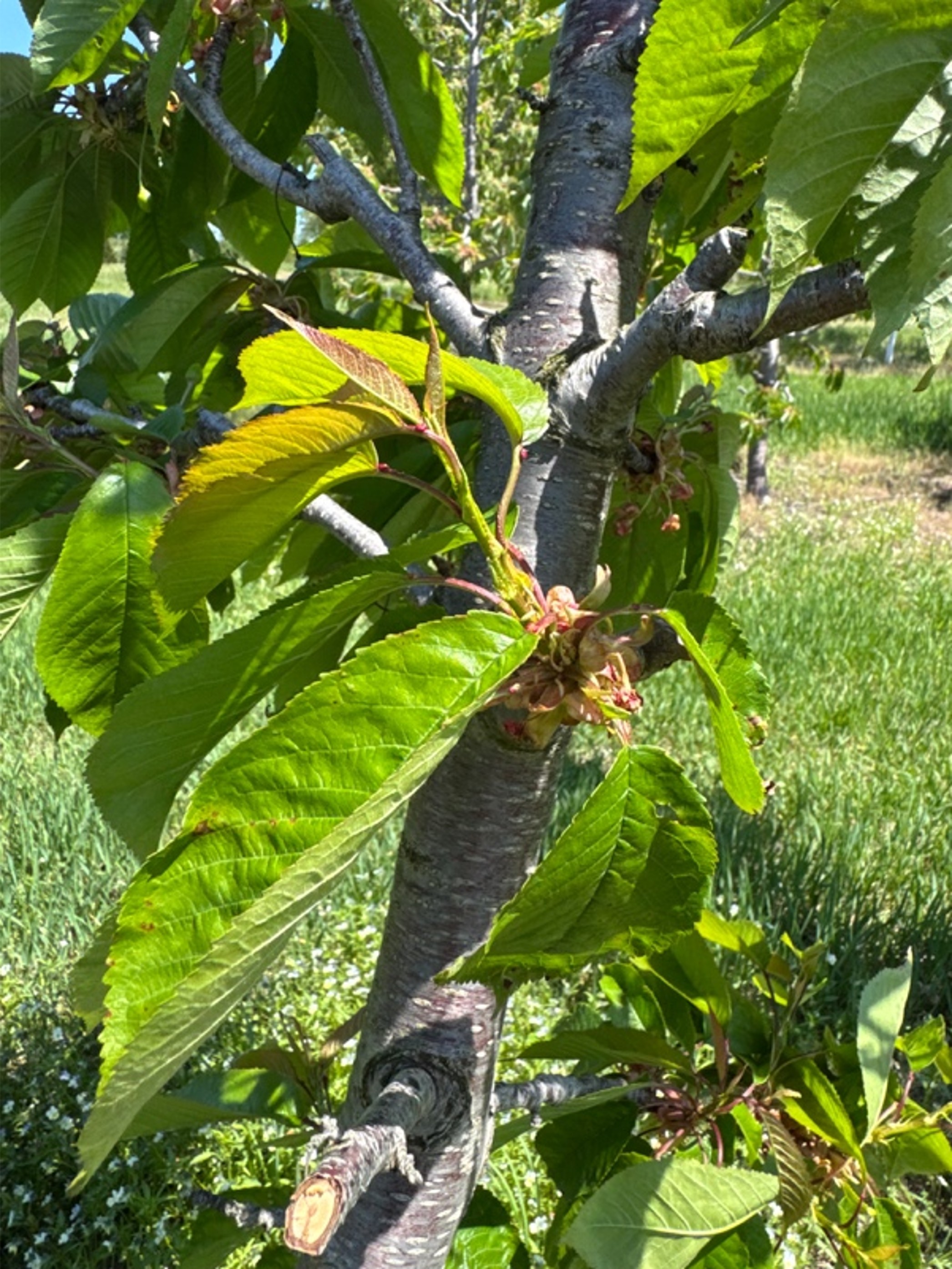 A sweet cherry tree in late May in northwest Michigan.